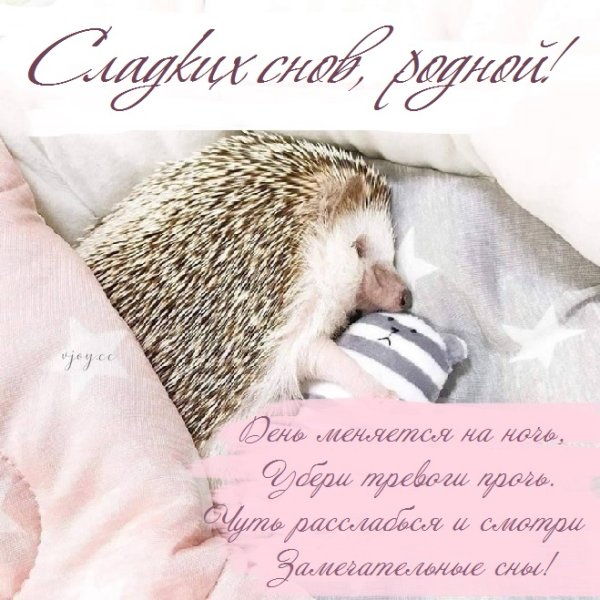 Спокойной ночи незабудки