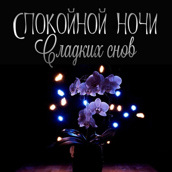 Азалия сладких сновидений