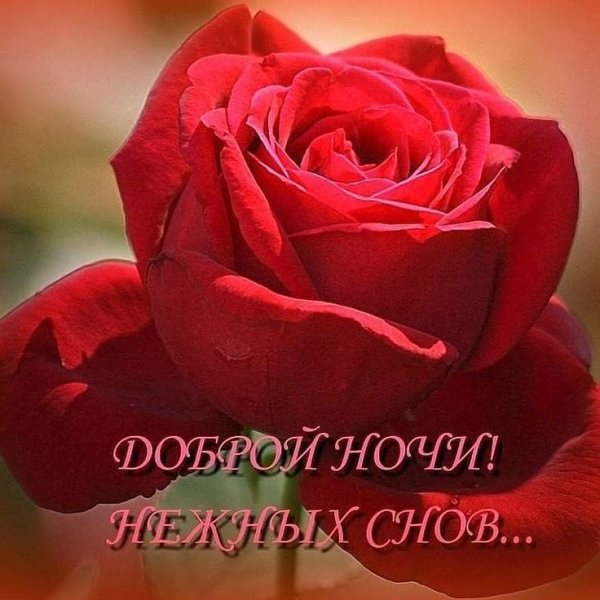 Красивые букеты спокойной ночи