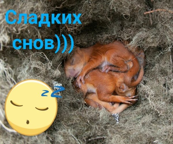 Спокойной ночи Белочка