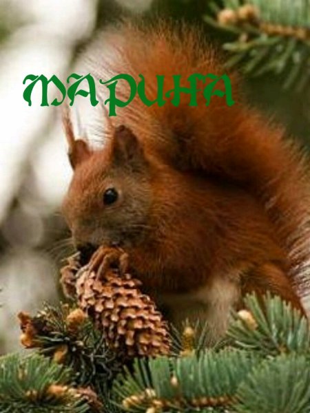 Спокойной ночи Бельчонок