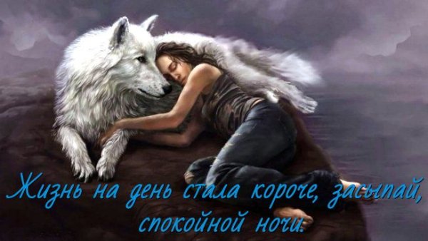 Спокойной ночи волчица