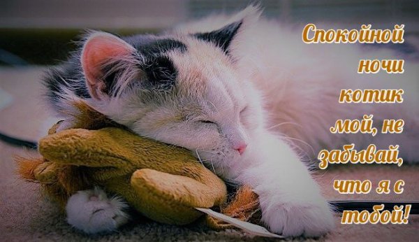 Сладких снов любимый котик