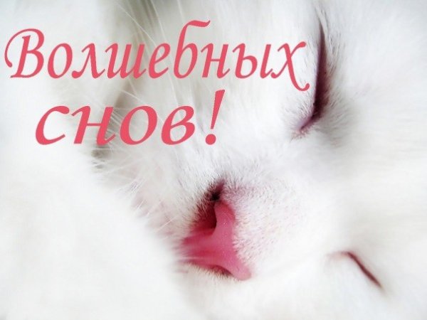 Сладких снов любимый