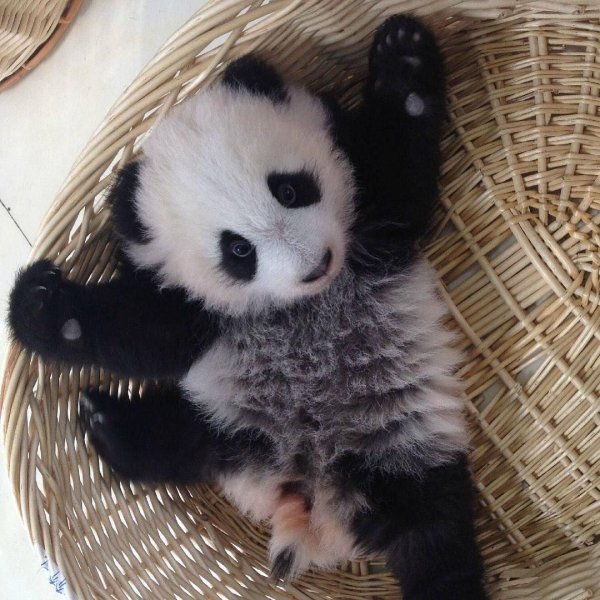 Спокойной ночи панда картинки (46 фото)