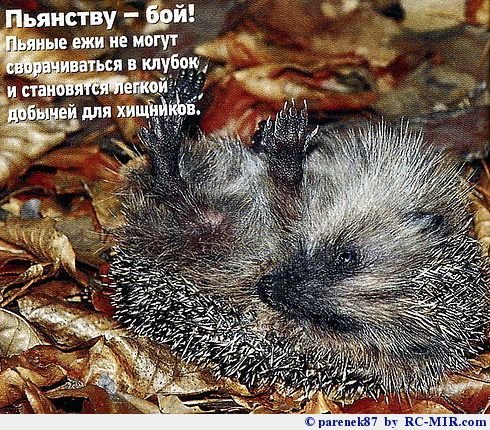 Ежик алкоголик