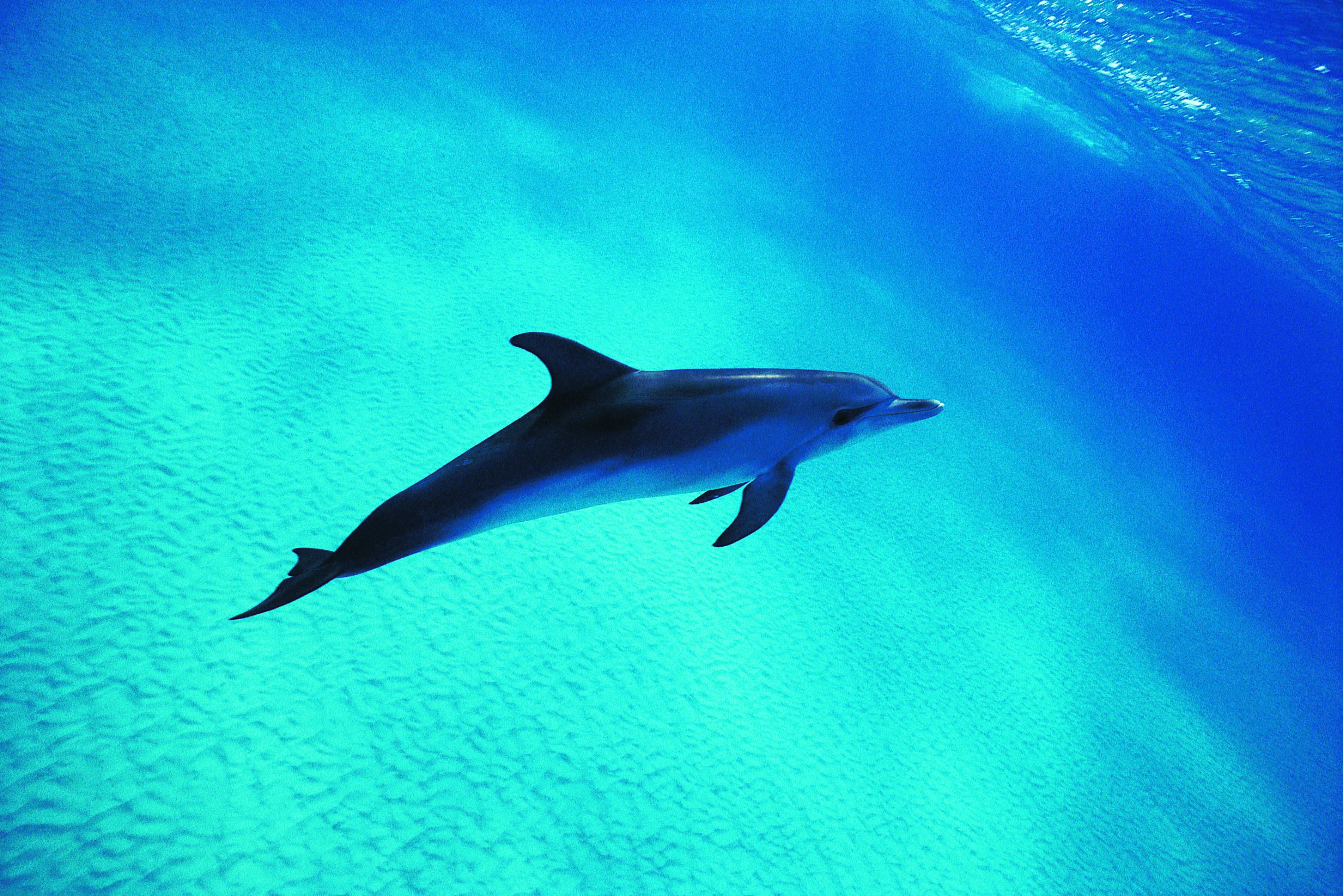 Дельфин живет в воде. Дельфин Афалина и рыбы. Дельфин млекопитающий. Нильский Дельфин. Тихоокеанский белобокий Дельфин.