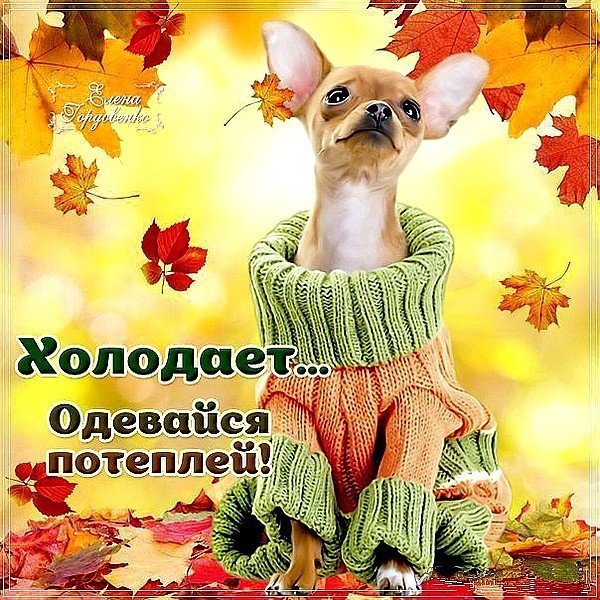 Сфинкс в одежде зимой