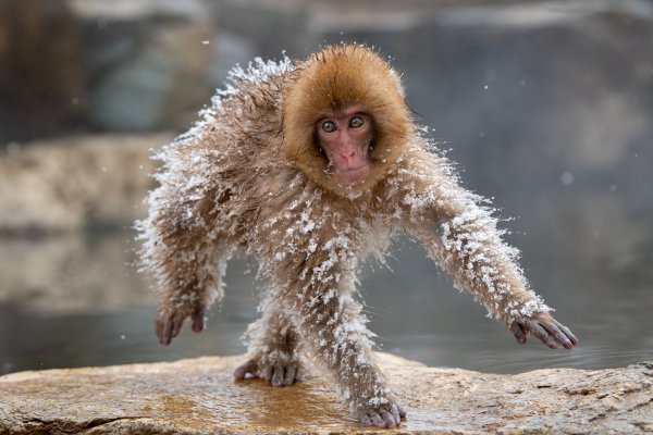 Финалисты конкурса comedy Wildlife Photography Awards: