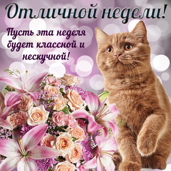 Поздравление с понедельником