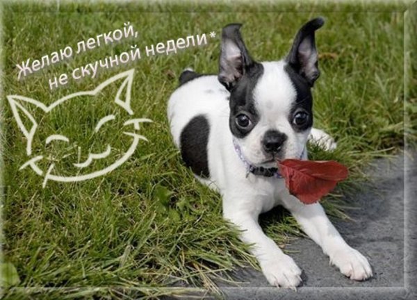 Хорошего начала недели