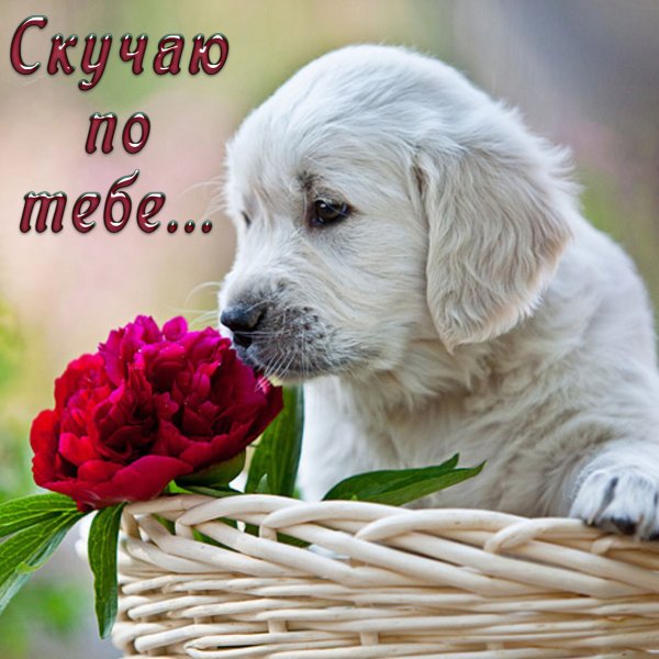 Красивые открытки