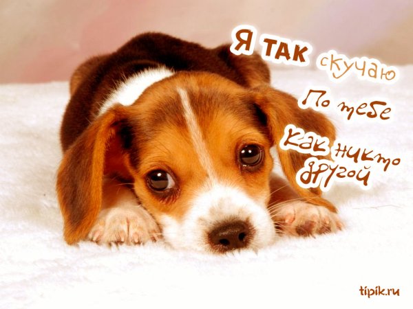 Открытки любимому