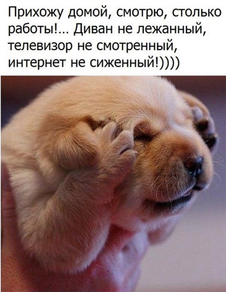 Веселые цитаты