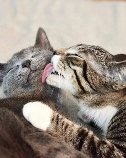 Открытка воздушный поцелуй