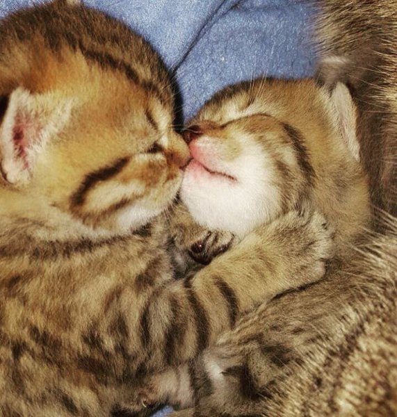 Милые любовные рисунки