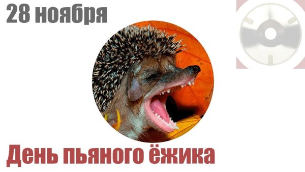 День пьяного ежика 28 ноября