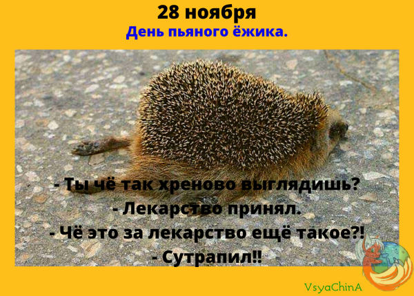 День пьяного ежика 28 ноября