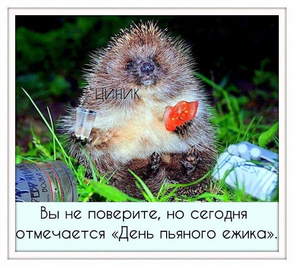 Пьяный Ежик