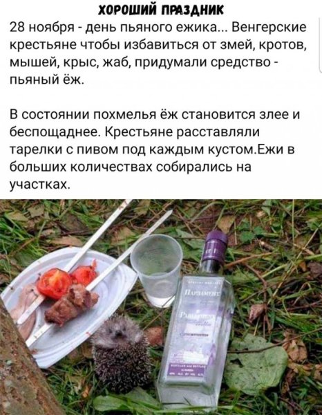 День пьяного ежика