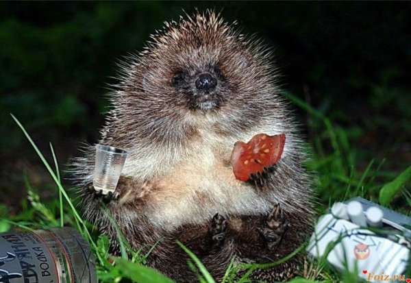 Ежик с бутылкой