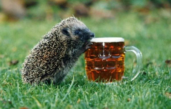 Евгений Шестаков пьяные ежики