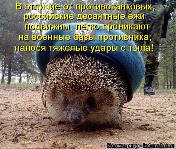 Ежи демотиваторы