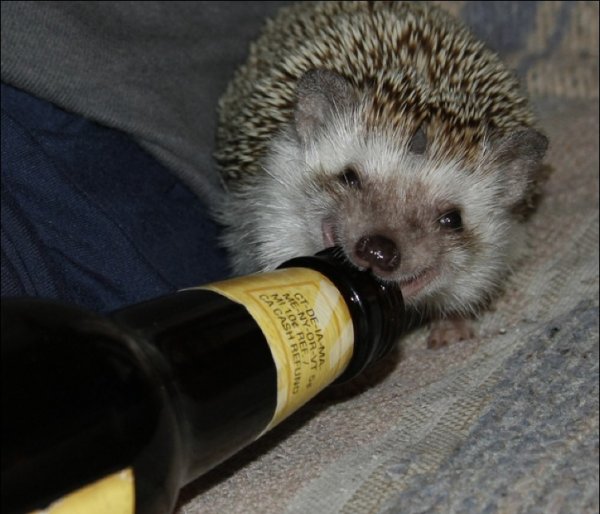 Ежик с пивом