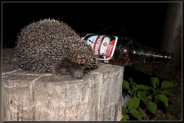 Евгений Шестаков пьяные ежики