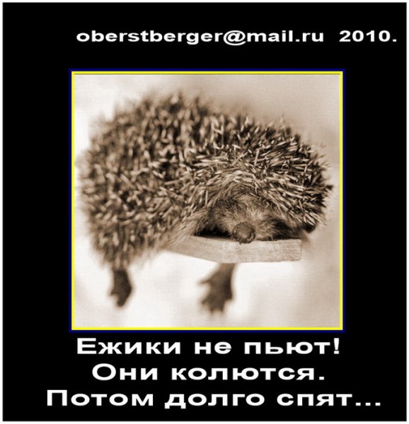 Пьяный еж горе в семье