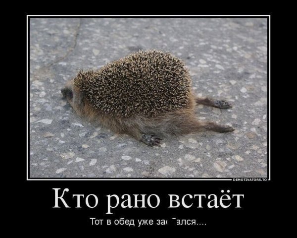 Пьяный Ёжик спирт радарфгто