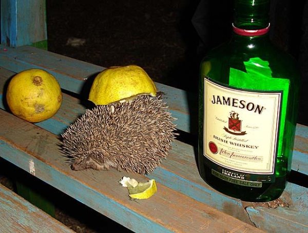 Анекдот про ежика