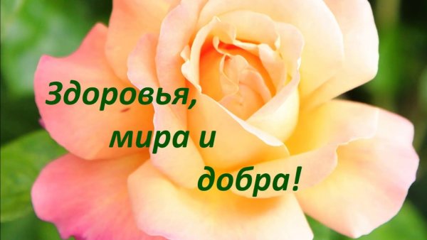 Здоровья мира и добра