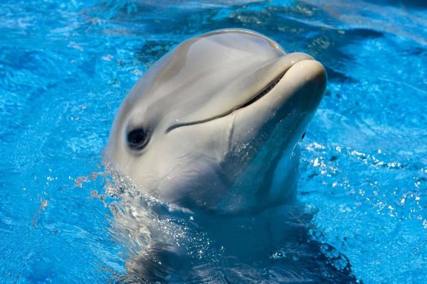 Картинки дельфин (68 фото)
