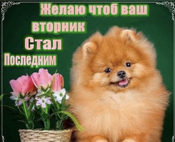 Классного вторника