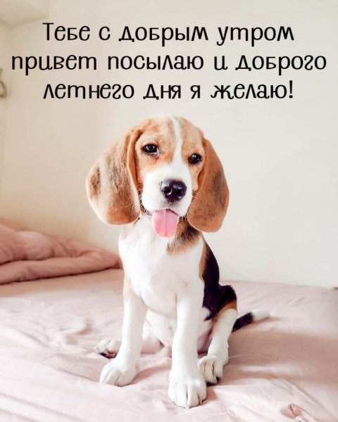 Открытки привет с добрым утром