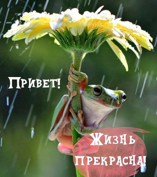 Открытки приветик с добрым утром