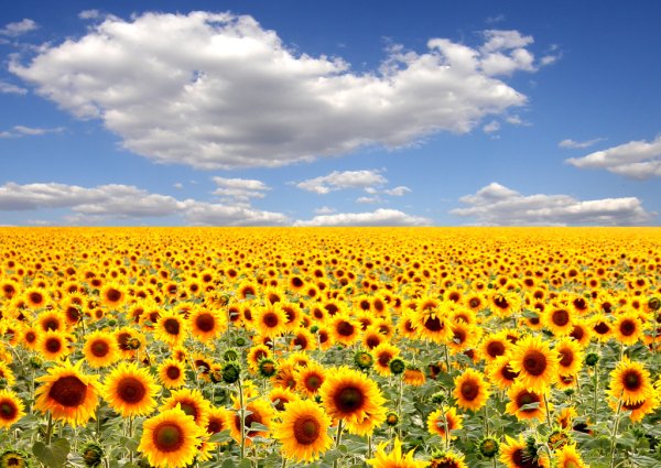 Дети Украины