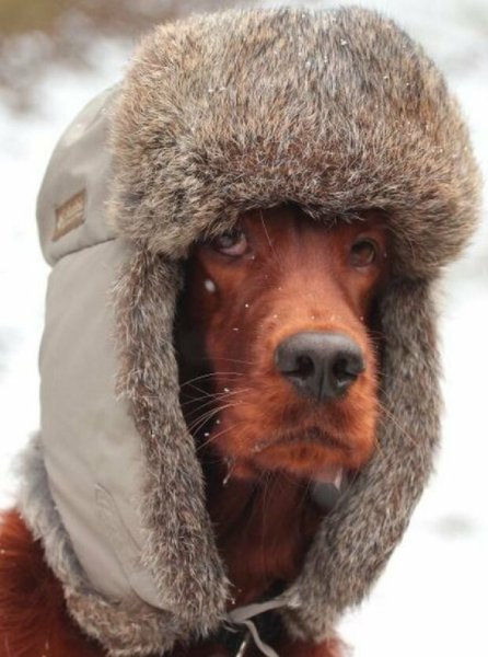 Собака в шапке ушанке