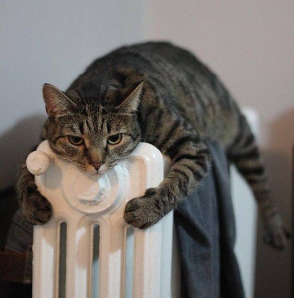 Котенок на батарее