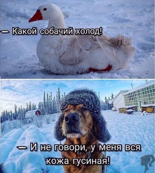 Кот замерз