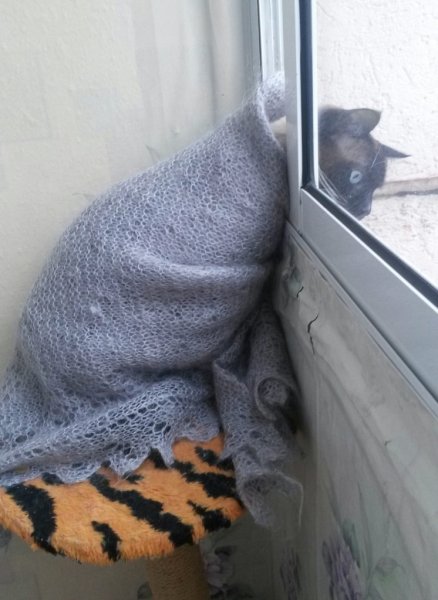 Холод собачий