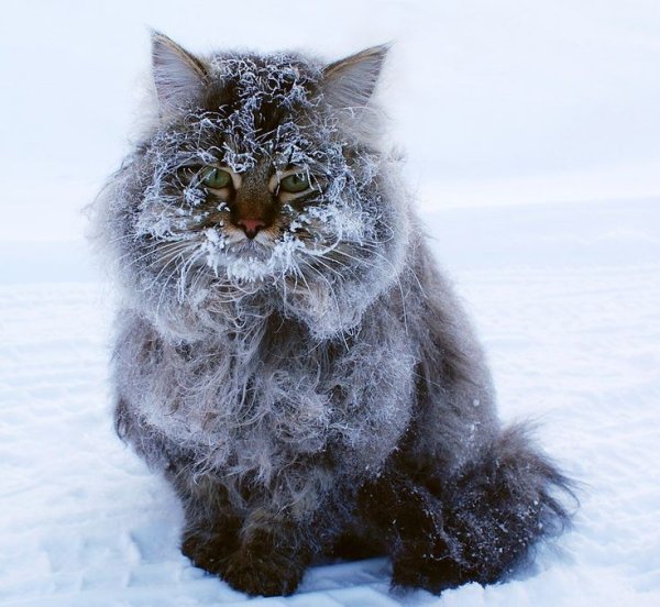 Собака на холоде
