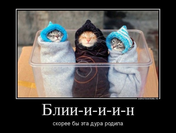 Кот и холод
