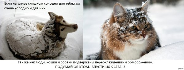 Лапки мерзнут