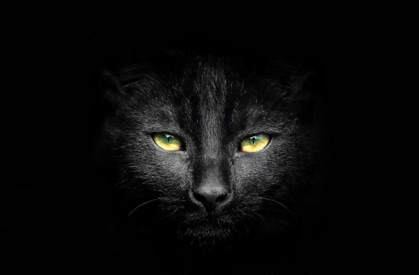 Чёрный кот