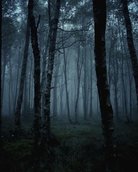 Nightmare Forest