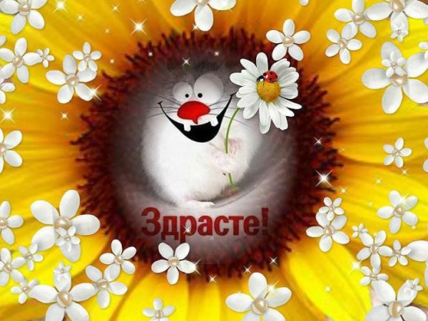 Шуточная открытка здрасте