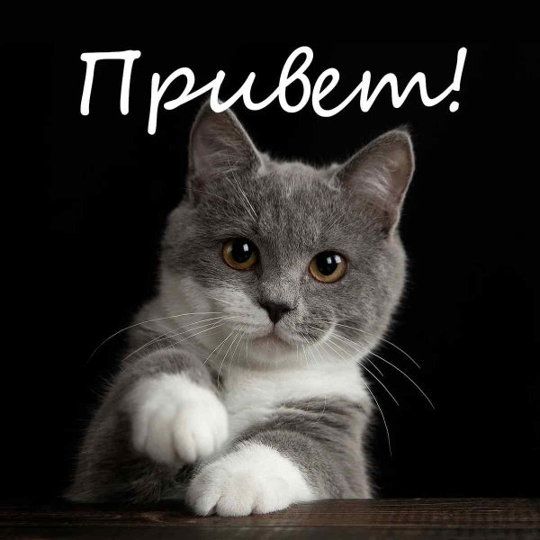 Привет Зайка картинки