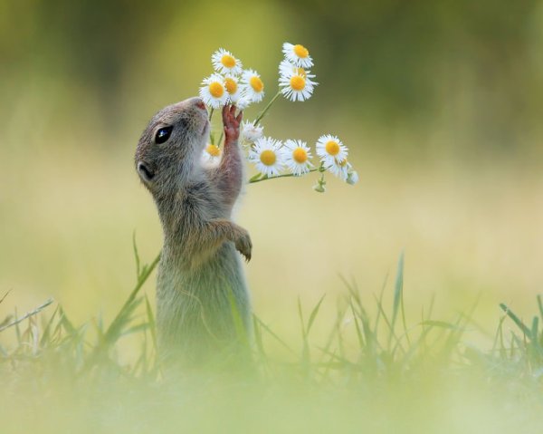 Открытки с добрым утром среды
